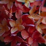 Ixora chinensis Blüte