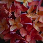 Ixora chinensis Кветка