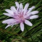 Podospermum purpureum Flower