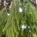 Dacrydium cupressinum Folla