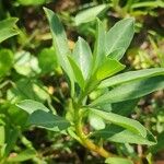 Ludwigia grandiflora Likasa