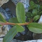 Epilobium alsinifolium 葉