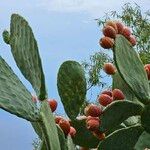 Opuntia tomentosa Frucht