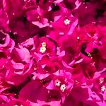 Bougainvillea spp. Blomma