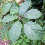 Rubus radula Φύλλο