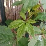 Parthenocissus inserta 葉