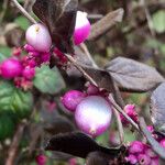 Symphoricarpos orbiculatus Frucht