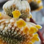 Edgeworthia chrysanthaLorea