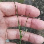 Juncus tenuisBlatt