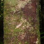 Abarema mataybifolia बार्क (छाल)