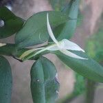 Angraecum angustipetalum Хабит