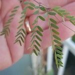 Prosopis glandulosa 葉