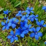 Gentiana sierrae Flower