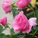 Rosa damascena