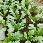 Lactuca sativa Folha