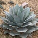 Agave havardiana Ліст