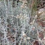 Teucrium dunense Hoja