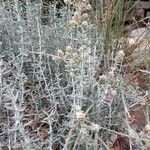 Teucrium dunense List