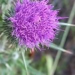 Cirsium vulgare ᱵᱟᱦᱟ