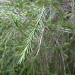 Melaleuca alternifolia Yaprak