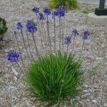 Agapanthus inapertus Хабит