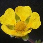 Potentilla argyrophylla Blodyn