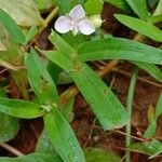 Murdannia keisak Flower