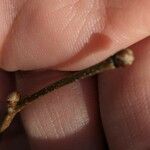Corylus americana Kukka