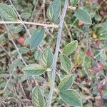Cotoneaster franchetii Hoja