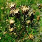 Centaurea orientalis 果