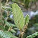 Pomaderris racemosa 葉