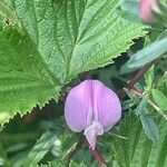 Ononis spinosa Квітка