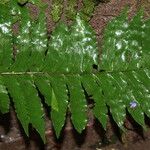 Triplophyllum securidiforme पत्ता