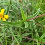 Aspilia mossambicensis Blad