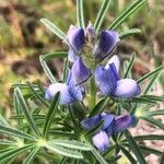 Lupinus angustifolius Kwiat