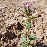 Carduus argentatus Flower