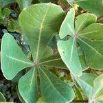 Cussonia thyrsiflora Leaf
