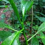 Sapium paucinervium Blatt