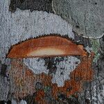 Tessmannia anomala Corteza