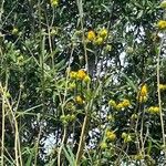 Helianthus angustifolius Kwiat