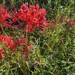 Lycoris radiata Blomst