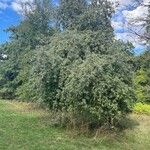 Pyrus spinosa Plante entière