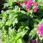 Monarda didyma ശീലം