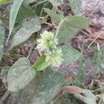 Croton hirtus Flor