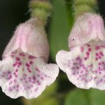 Scutellaria racemosa 花