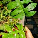 Philodendron distantilobum Hoja