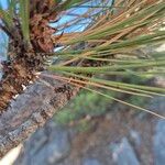 Pinus jeffreyi List