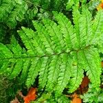 Polystichum braunii Likasa