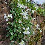 Arabis caucasica Habit