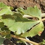 Commiphora schimperi Leaf